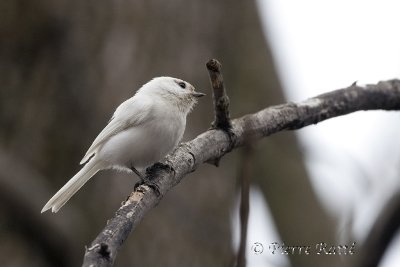 Mésange Leucique