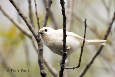Mésange leucique