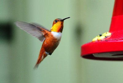 Hummingbird_Rufous 