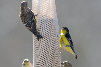 Goldfinch_Lesser HS4_8663.jpg