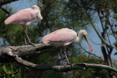 Spoonbill_Roseate HS5_3683.jpg