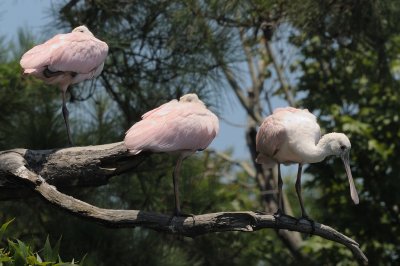 Spoonbill_Roseate HS5_3824.jpg