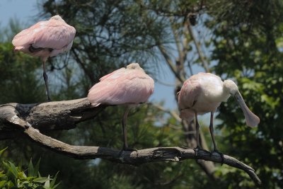 Spoonbill_Roseate HS5_3833.jpg