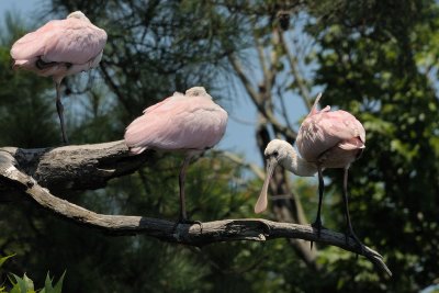 Spoonbill_Roseate HS5_3848.jpg