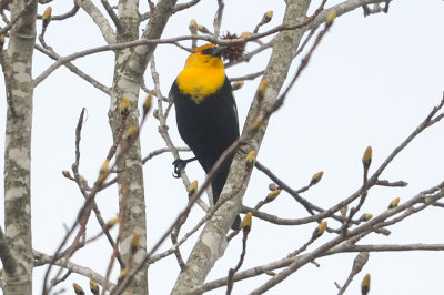 Blackbird_Yellow-headed HS5_7683.jpg