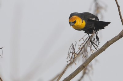 Blackbird_Yellow-headed HS5_7700.jpg