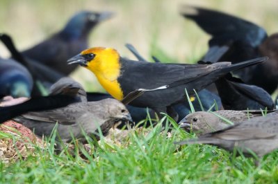 Blackbird_Yellow-headed HS5_7721.jpg