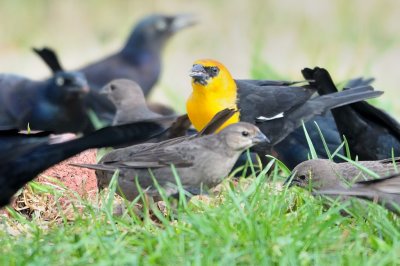 Blackbird_Yellow-headed HS5_7722.jpg