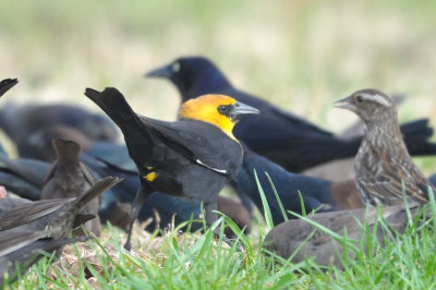 Blackbird_Yellow-headed HS5_7742.jpg