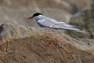 Tern_Arctic HS5_8879.jpg