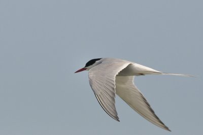 Tern_Arctic HS5_8961.jpg