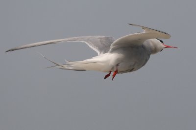 Tern_Arctic HS5_9029.jpg