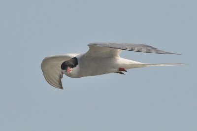 Tern_Arctic HS5_9403.jpg