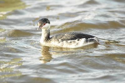 Grebe_Horned 7004C.jpg