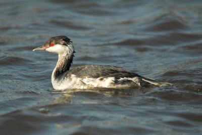 Grebe_Horned 7010C.jpg