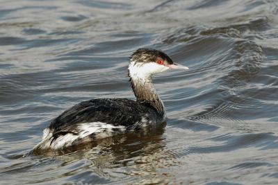 Grebe_Horned 7018C.jpg