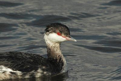 Grebe_Horned TICK 7019C.jpg