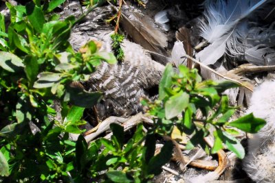 Owl_Great-horned meal2 HS3_3752.jpg