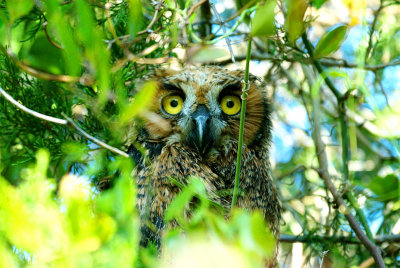 Owl_Great-Horned HS3_5325.jpg