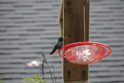 Broad-billed Hummingbird