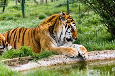 Wildlife Big Cats
