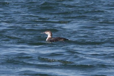 Barnegat USA 2009