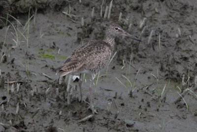 Willet
