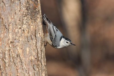 White-breasted Nuthatch