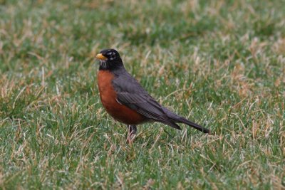 American Robin