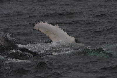 Humpback Whale