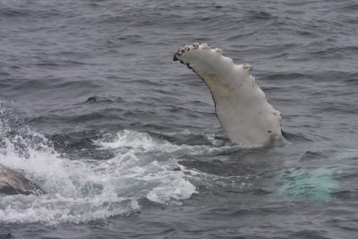 Humpback Whale