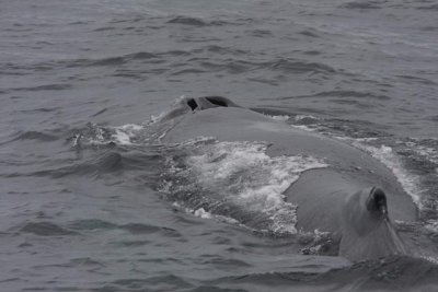 Humpback Whale