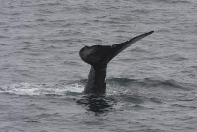 Humpback Whale