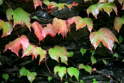 Italy 09 3 950.jpg