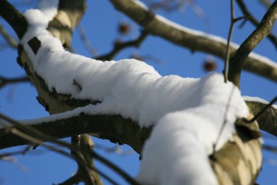 IMG_3700.JPG
