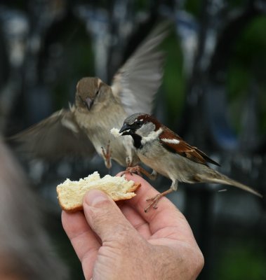 IMG_1674.jpg