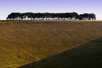 Thixendale-Trees.jpg