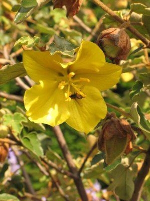 Fremontodendron Flower and seed buds.jpg