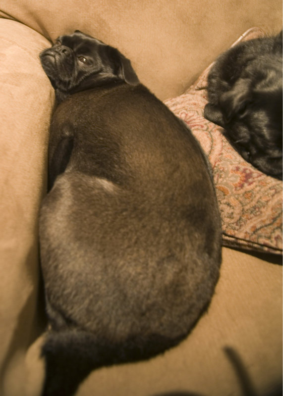 our_pugs