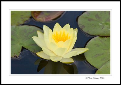 Water lily