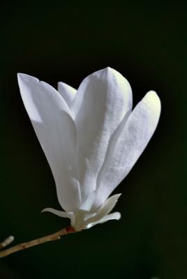 Japanese Magnolia Blossom in IR