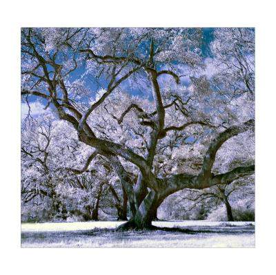 Infrared Photographs via the Fuji S3: Colorized