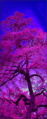 IR Verical Live Oak Colorized Panorama