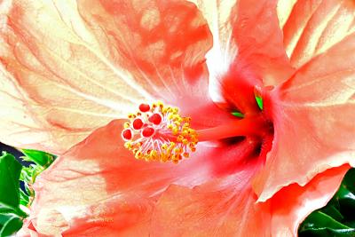 Heliconed Hibiscus