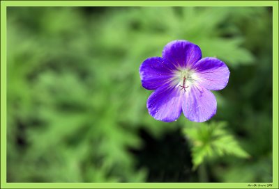 Geranium