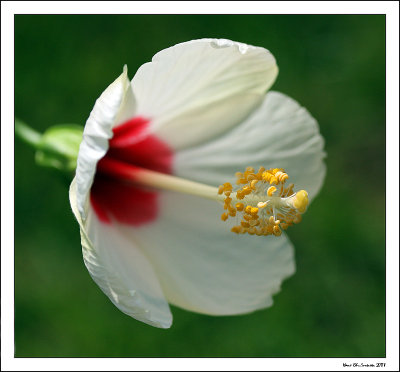 Tropical hibiscus