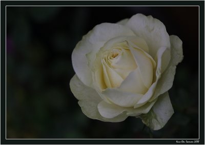 White Rose