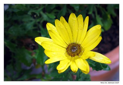 Osteospermum