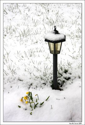 Flowers in snow.