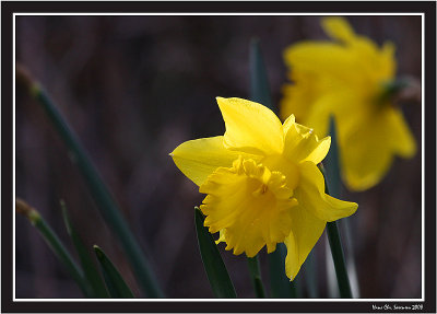 Spring in the garden